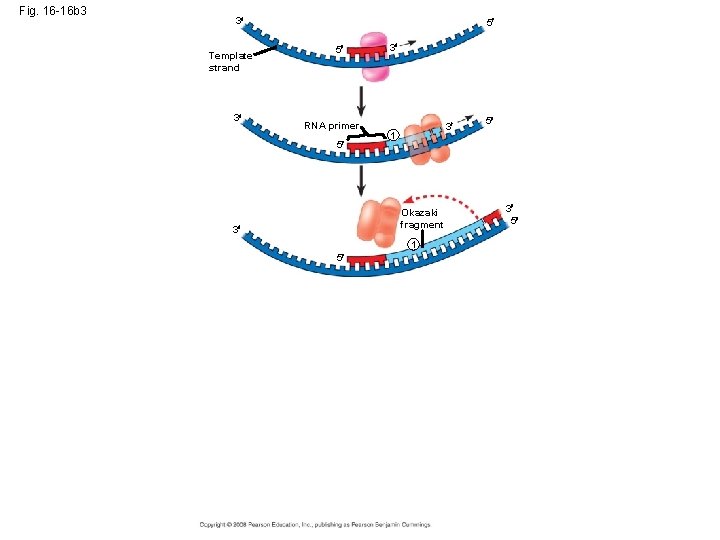 Fig. 16 -16 b 3 3 Template strand 3 5 5 RNA primer 5