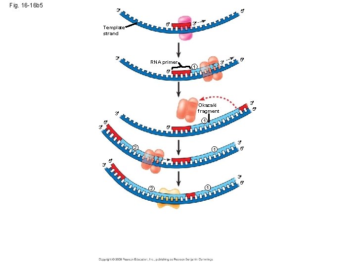 Fig. 16 -16 b 5 3 5 5 Template strand 3 RNA primer 5