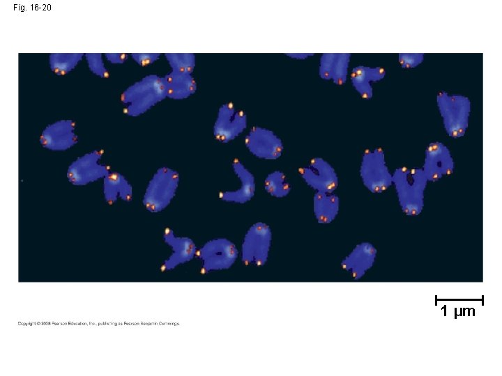 Fig. 16 -20 1 µm 