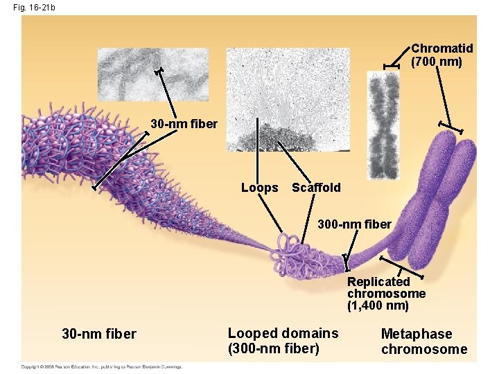 Fig. 16 -21 b Chromatid (700 nm) 30 -nm fiber Loops Scaffold 300 -nm