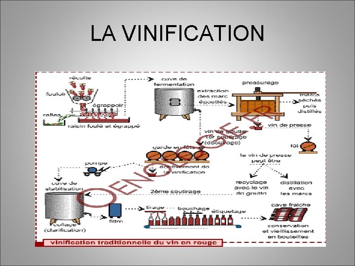 LA VINIFICATION 