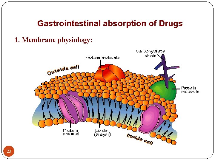 Gastrointestinal absorption of Drugs 1. Membrane physiology: 23 