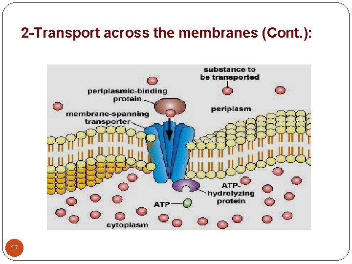 2 -Transport across the membranes (Cont. ): 27 