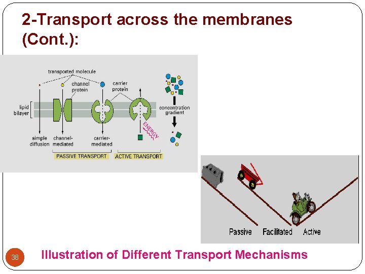 2 -Transport across the membranes (Cont. ): 38 Illustration of Different Transport Mechanisms 