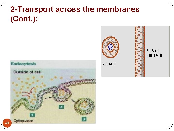 2 -Transport across the membranes (Cont. ): 40 