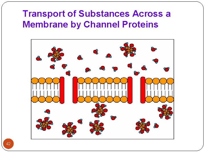 Transport of Substances Across a Membrane by Channel Proteins 42 