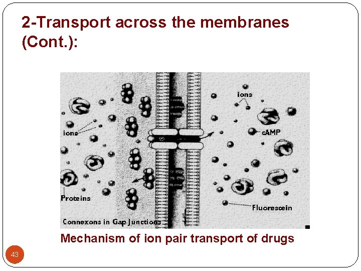 2 -Transport across the membranes (Cont. ): Mechanism of ion pair transport of drugs