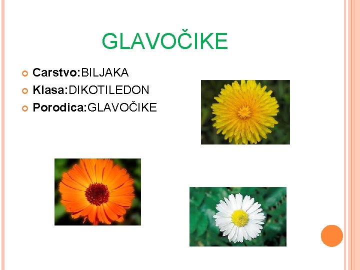 GLAVOČIKE Carstvo: BILJAKA Klasa: DIKOTILEDON Porodica: GLAVOČIKE 