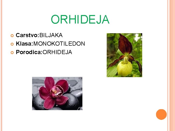 ORHIDEJA Carstvo: BILJAKA Klasa: MONOKOTILEDON Porodica: ORHIDEJA 