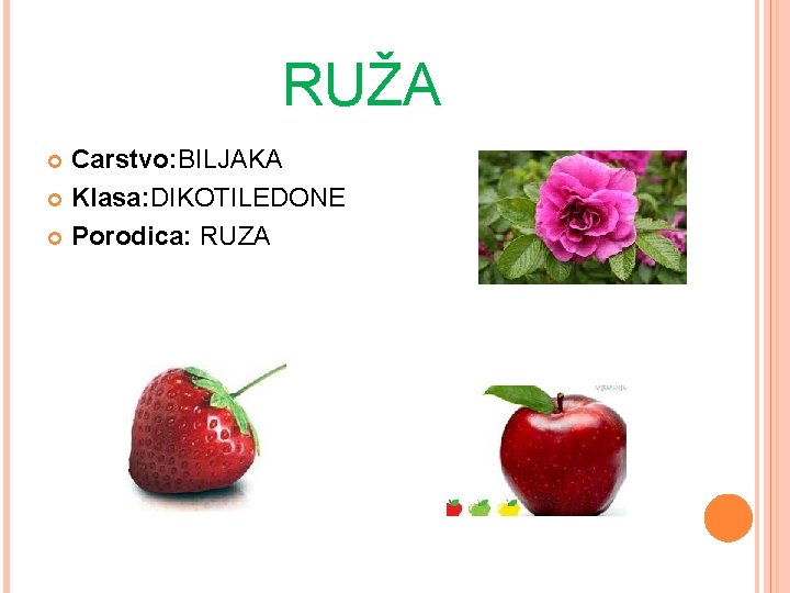 RUŽA Carstvo: BILJAKA Klasa: DIKOTILEDONE Porodica: RUZA 