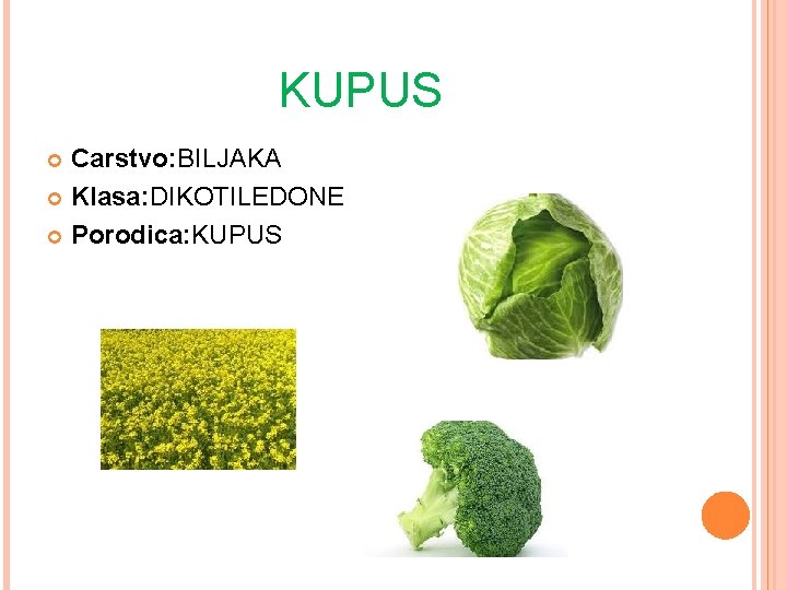 KUPUS Carstvo: BILJAKA Klasa: DIKOTILEDONE Porodica: KUPUS 