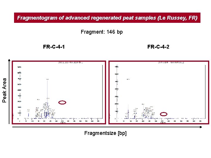 Fragmentogram of advanced regenerated peat samples (Le Russey, FR) Fragment: 146 bp FR-C-4 -2