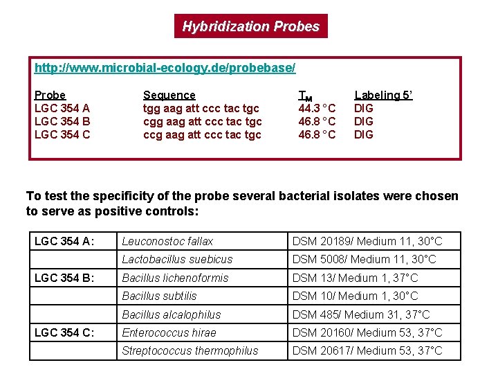 Hybridization Probes http: //www. microbial-ecology. de/probebase/ Probe LGC 354 A LGC 354 B LGC