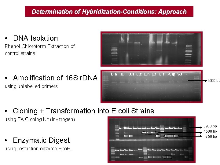 Determination of Hybridization-Conditions: Approach • DNA Isolation Phenol-Chloroform-Extraction of control strains • Amplification of