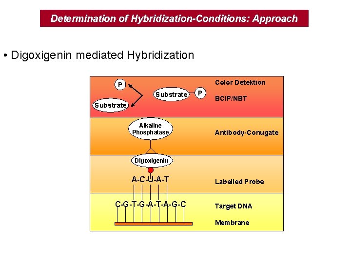Determination of Hybridization-Conditions: Approach • Digoxigenin mediated Hybridization Color Detektion P Substrate Alkaline Phosphatase