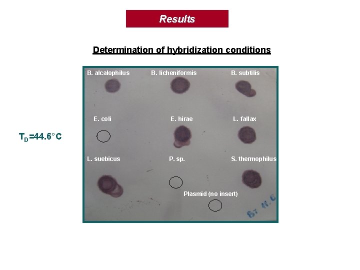 Results Determination of hybridization conditions B. alcalophilus E. coli B. licheniformis E. hirae B.