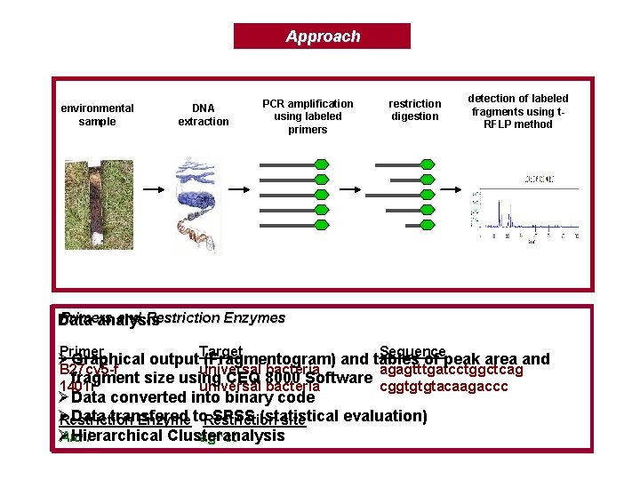 Approach environmental sample DNA extraction PCR amplification using labeled primers restriction digestion detection of