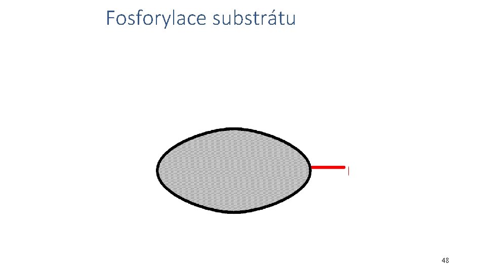 Fosforylace substrátu 48 