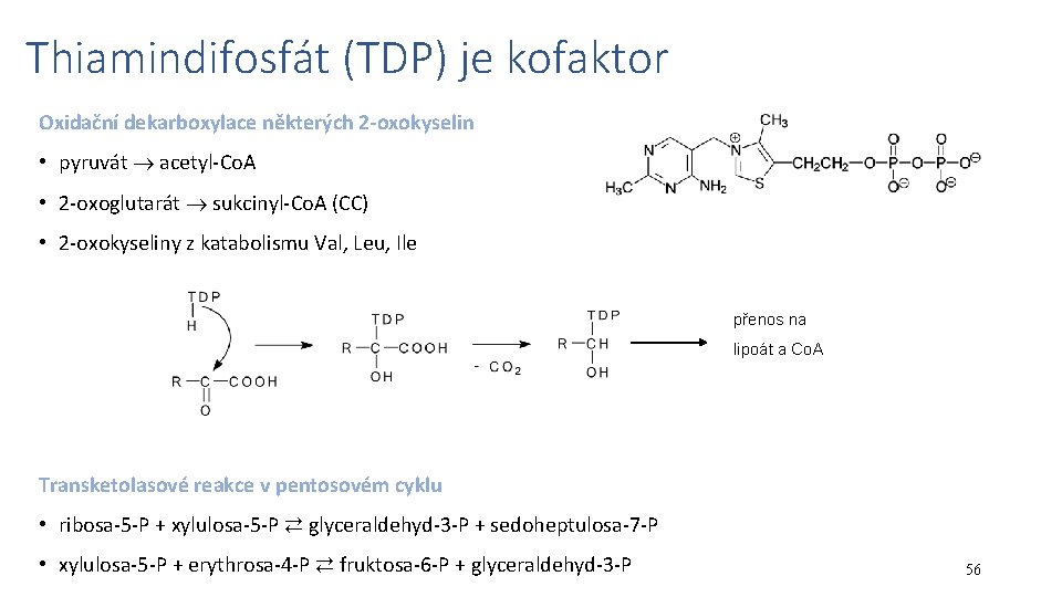 Thiamindifosfát (TDP) je kofaktor Oxidační dekarboxylace některých 2 -oxokyselin • pyruvát acetyl-Co. A •