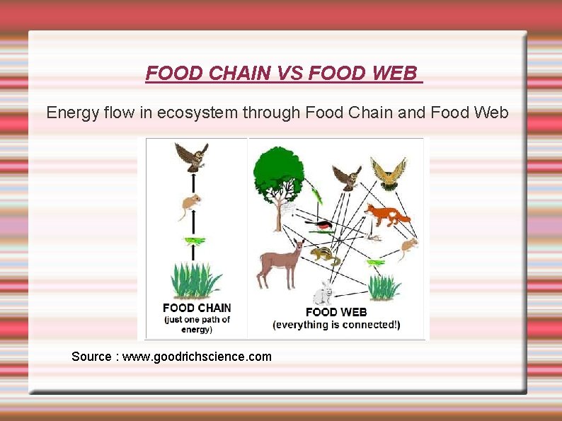 FOOD CHAIN VS FOOD WEB Energy flow in ecosystem through Food Chain and Food