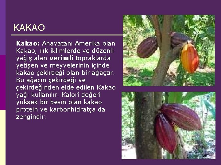 KAKAO Kakao: Anavatanı Amerika olan Kakao, ılık iklimlerde ve düzenli yağış alan verimli topraklarda