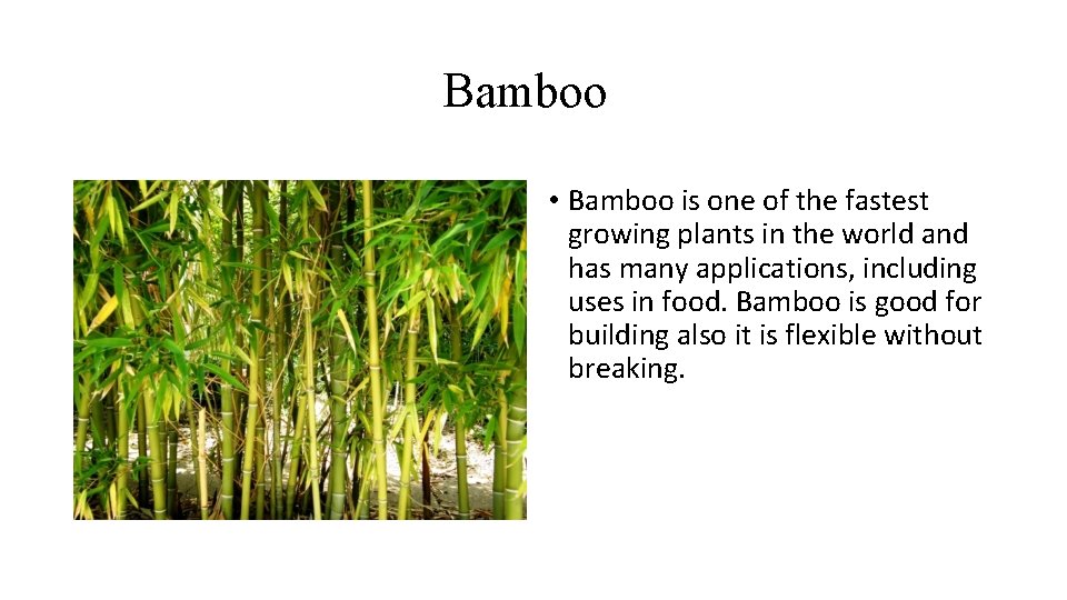 Bamboo • Bamboo is one of the fastest growing plants in the world and