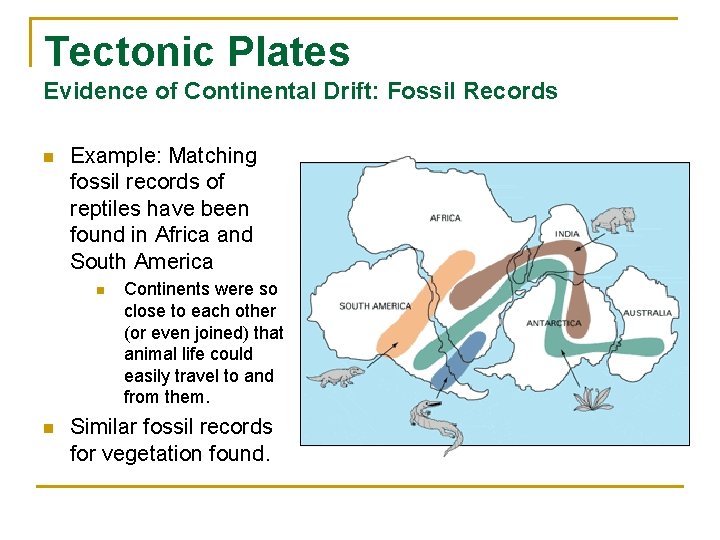 Tectonic Plates Evidence of Continental Drift: Fossil Records n Example: Matching fossil records of