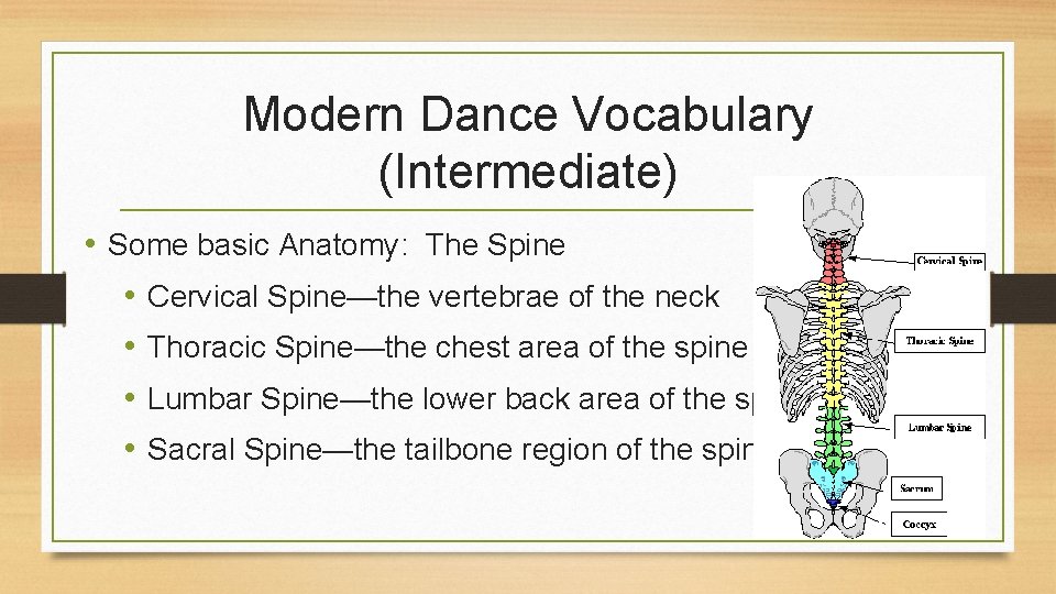 Modern Dance Vocabulary (Intermediate) • Some basic Anatomy: The Spine • Cervical Spine—the vertebrae