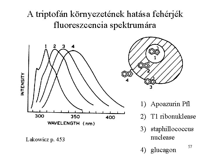 A triptofán környezetének hatása fehérjék fluoreszcencia spektrumára 1) Apoazurin Pfl 2) T 1 ribonuklease