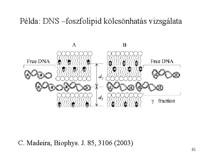 Példa: DNS –foszfolipid kölcsönhatás vizsgálata C. Madeira, Biophys. J. 85, 3106 (2003) 61 
