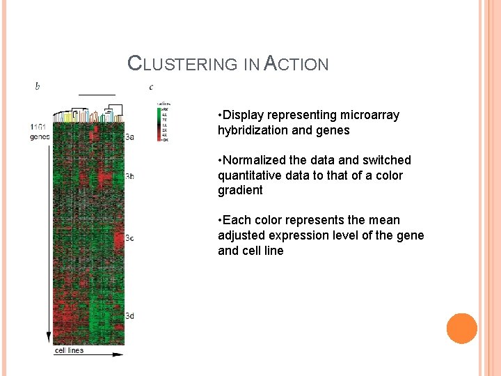 CLUSTERING IN ACTION • Display representing microarray hybridization and genes • Normalized the data