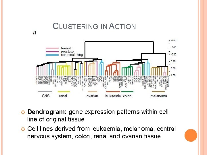 CLUSTERING IN ACTION Dendrogram: gene expression patterns within cell line of original tissue Cell