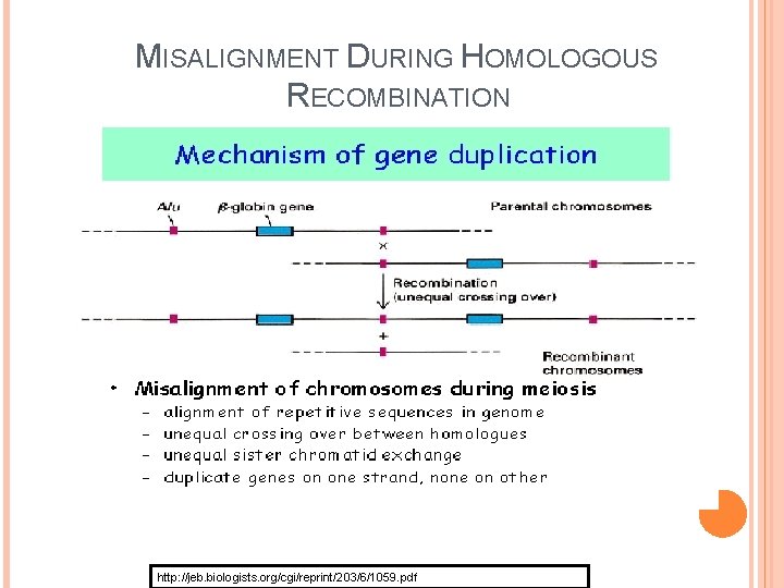 MISALIGNMENT DURING HOMOLOGOUS RECOMBINATION http: //jeb. biologists. org/cgi/reprint/203/6/1059. pdf 