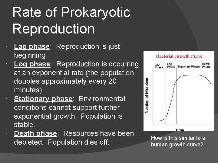 Rate of Prokaryotic Reproduction Lag phase: Reproduction is just beginning Log phase: Reproduction is