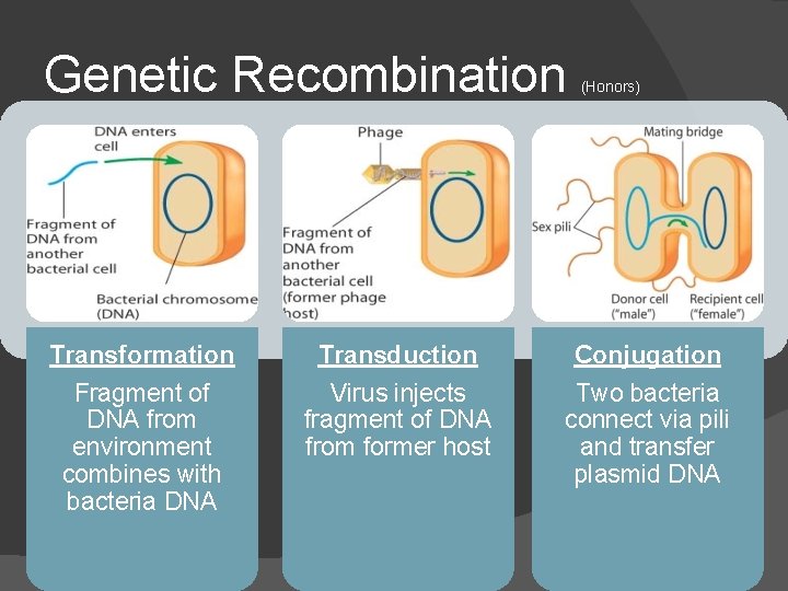 Genetic Recombination Transformation Fragment of DNA from environment combines with bacteria DNA Transduction Virus
