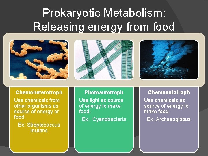 Prokaryotic Metabolism: Releasing energy from food Chemoheterotroph Use chemicals from other organisms as source