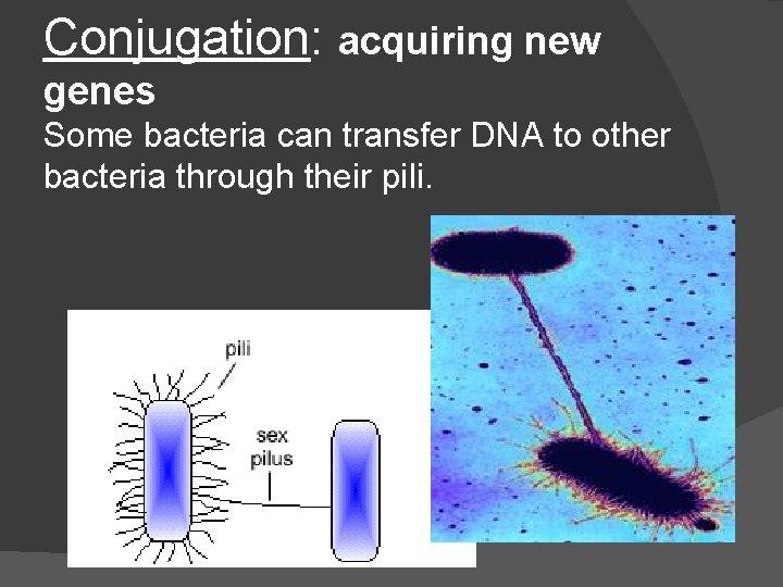 Conjugation: acquiring new genes Some bacteria can transfer DNA to other bacteria through their