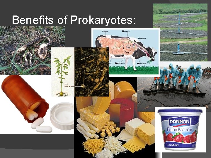 Benefits of Prokaryotes: 