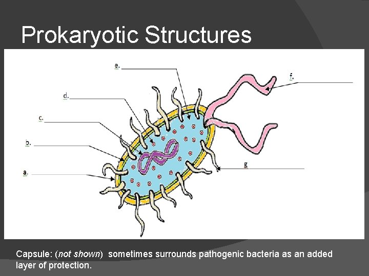 Prokaryotic Structures Capsule: (not shown) sometimes surrounds pathogenic bacteria as an added layer of