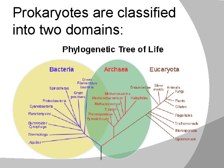 Prokaryotes are classified into two domains: 