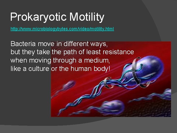 Prokaryotic Motility http: //www. microbiologybytes. com/video/motility. html Bacteria move in different ways, but they