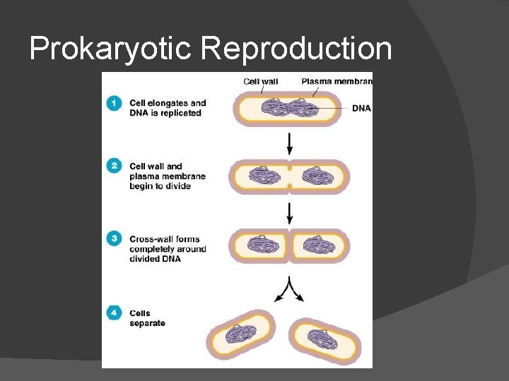 Prokaryotic Reproduction 