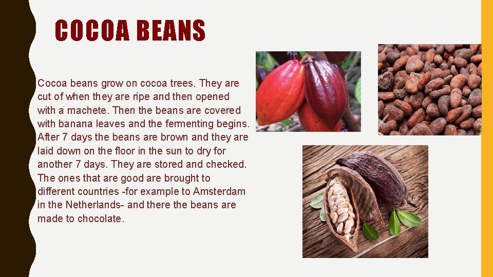 COCOA BEANS Cocoa beans grow on cocoa trees. They are cut of when they