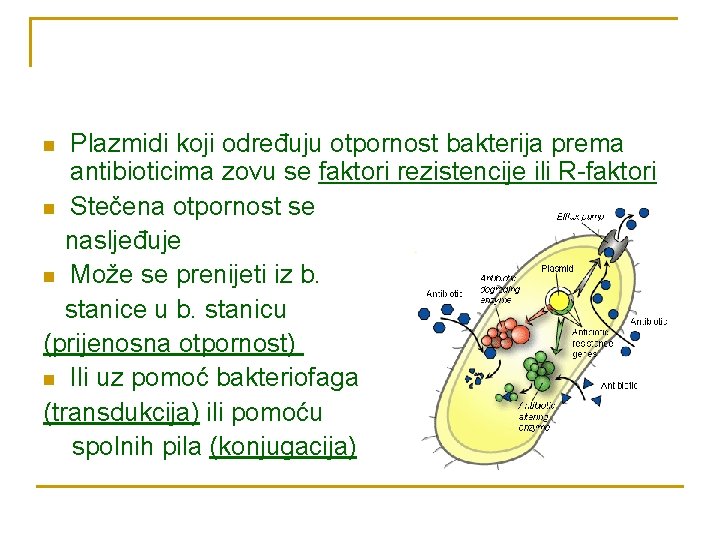 Plazmidi koji određuju otpornost bakterija prema antibioticima zovu se faktori rezistencije ili R-faktori n