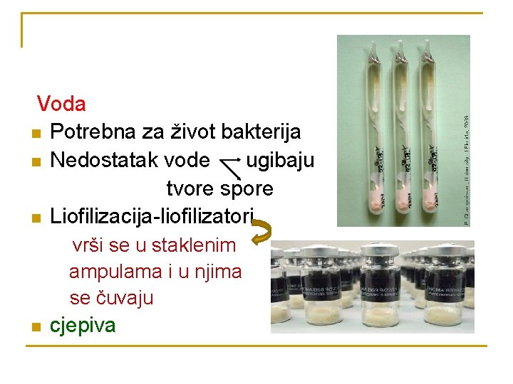 Voda n Potrebna za život bakterija n Nedostatak vode ugibaju tvore spore n Liofilizacija-liofilizatori