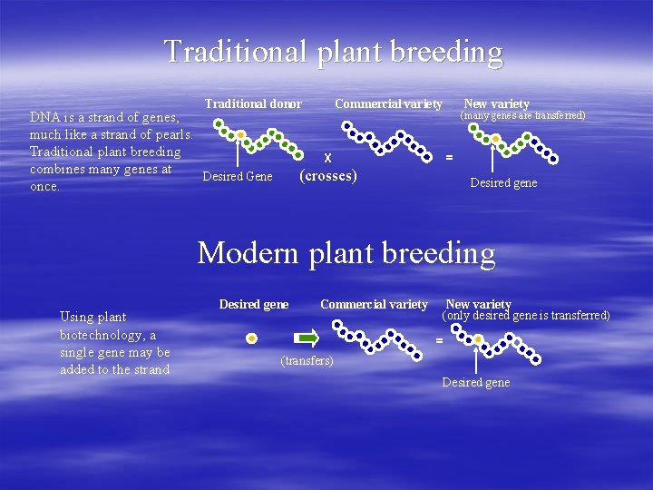 Traditional plant breeding Commercial variety Traditional donor DNA is a strand of genes, much