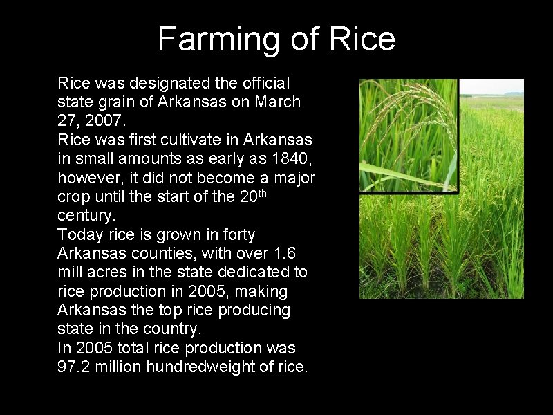 Farming of Rice • Rice was designated the official state grain of Arkansas on