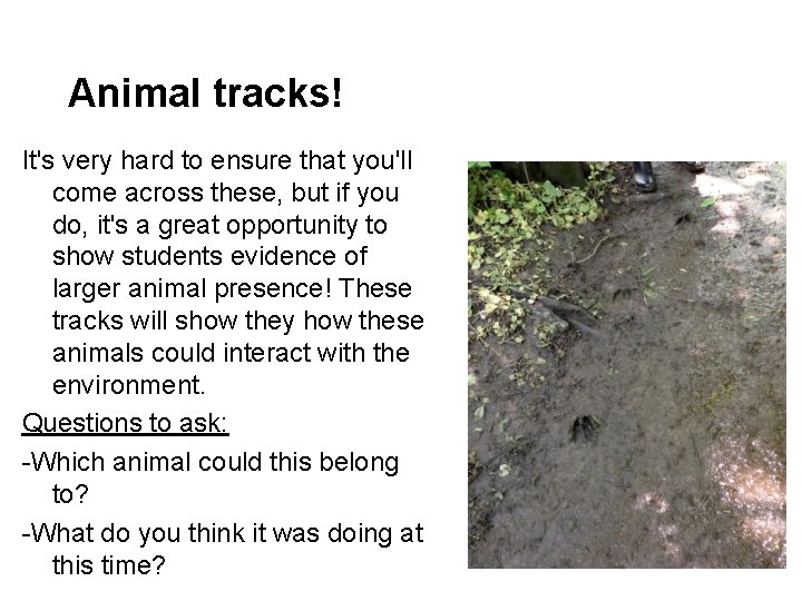 Animal tracks! It's very hard to ensure that you'll come across these, but if