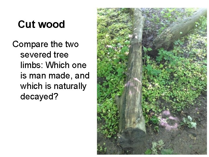 Cut wood Compare the two severed tree limbs: Which one is man made, and