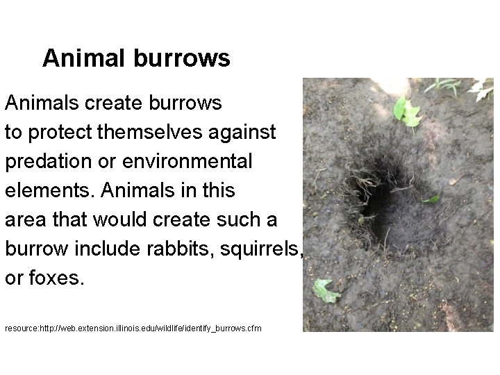 Animal burrows Animals create burrows to protect themselves against predation or environmental elements. Animals